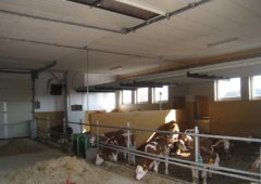 Calve stable Peuerbach (Austria)